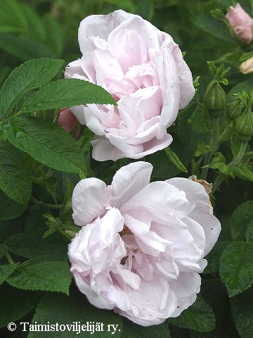 Rosa Rugosa-Ryhm 'Snow Pavement' ('Schneekoppe') 